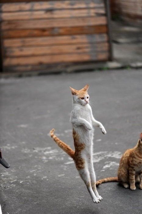 おもしろ動物シリーズ Twitter પર હ શટ ગ おもしろ動物シリーズ Twitter પર હ શટ ગ
