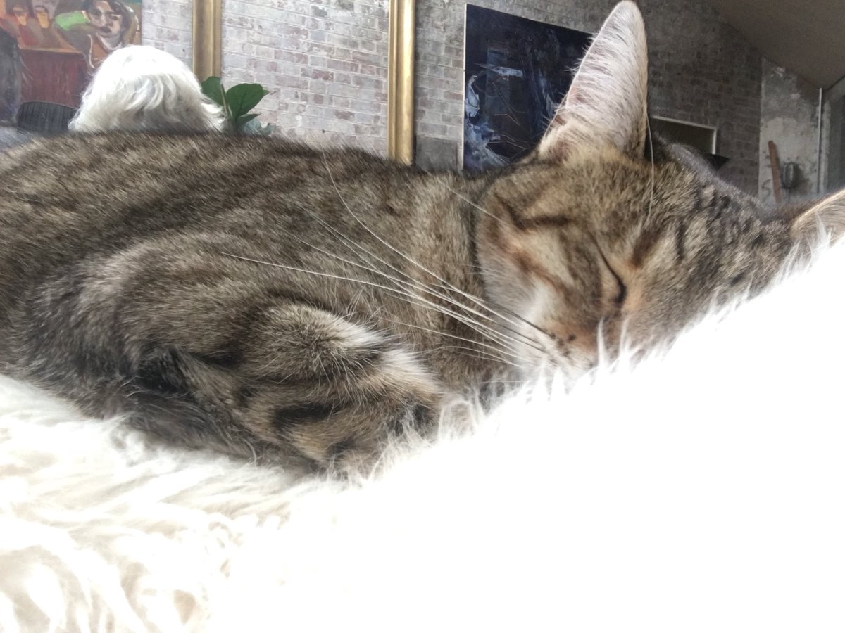 Kayleidogyn's tweet image. My new friend #amwriting @londonlitlab #ClaptonLibrary