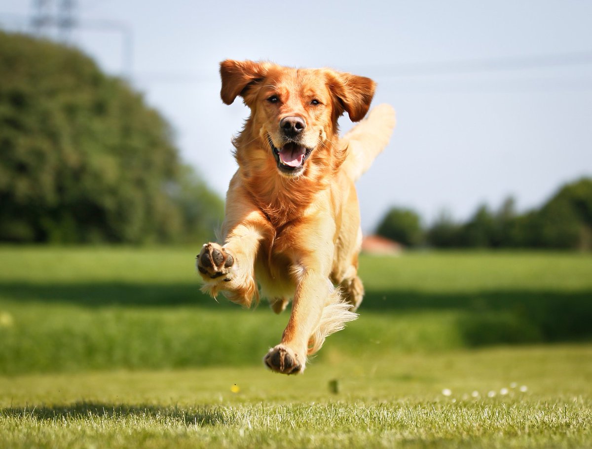 ZenAnimalcare's tweet photo. Your dog has beautiful fur so make sure to keep it clean with Zen! https://t.co/S31TVJV1wX https://t.co/Ncz4gVVpfA