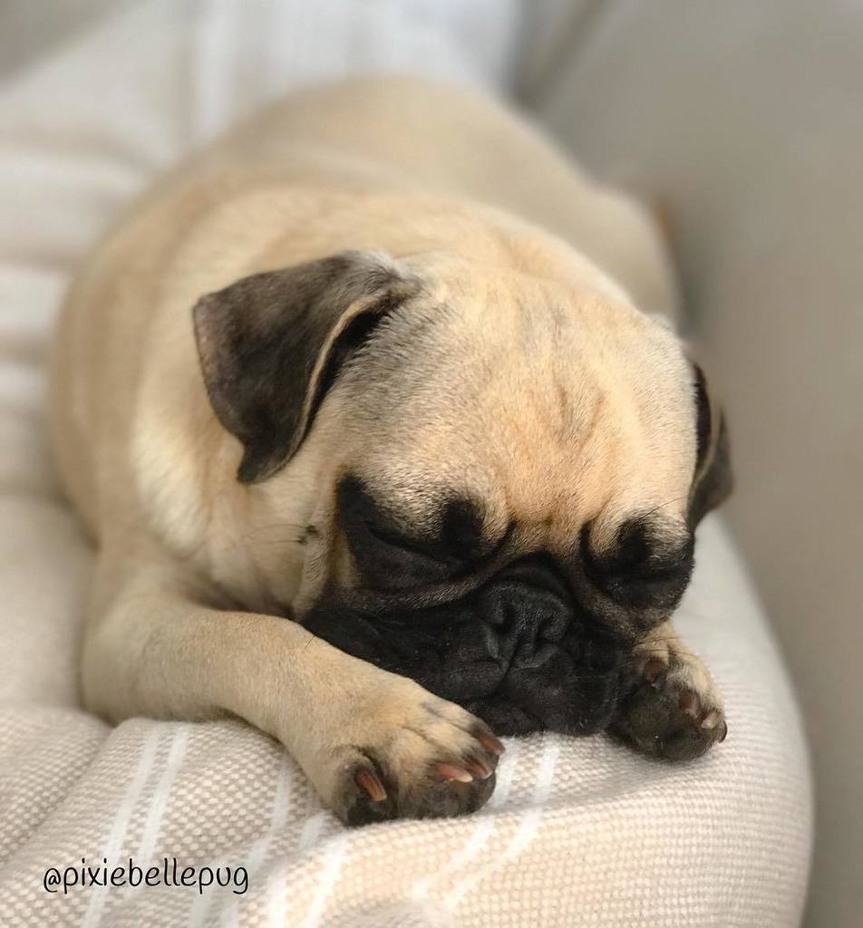 pixiebellepug's tweet photo. Will wake for bacon... or possibly eggs... maybe some toast, but nothing else... unless it's donuts 😴🥓🍳🍩😋
.
#lulab… https://t.co/ql5Y95Pvpf https://t.co/ym33SwAEmp