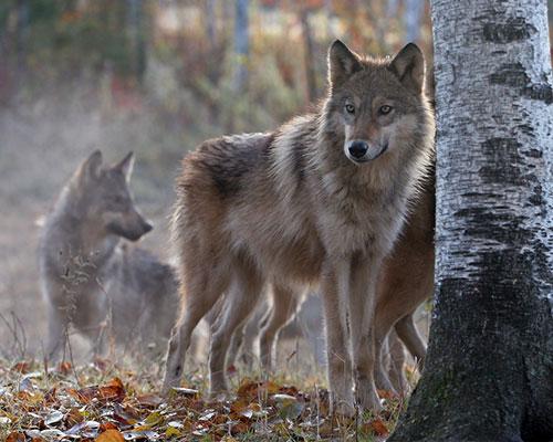 _wolves__'s tweet image. Have a nice weekend my friends