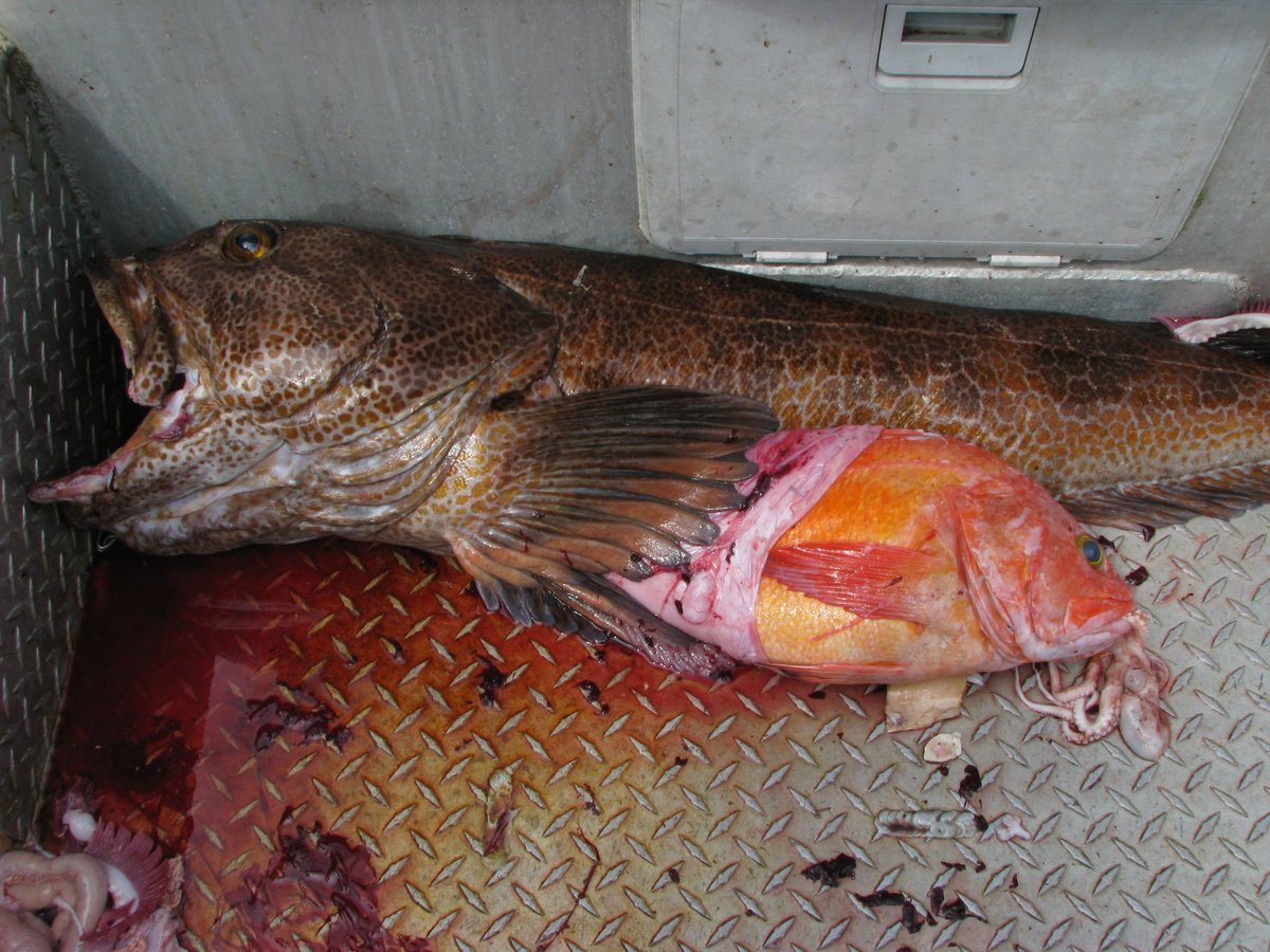 inaturalist's tweet photo. An #octopus inside a yellow eye #rockfish inside a #lingcod-this is our Observation of the Day! Seen by rolandwirth. https://t.co/NfdieWnPNL https://t.co/jccJvGsPks
