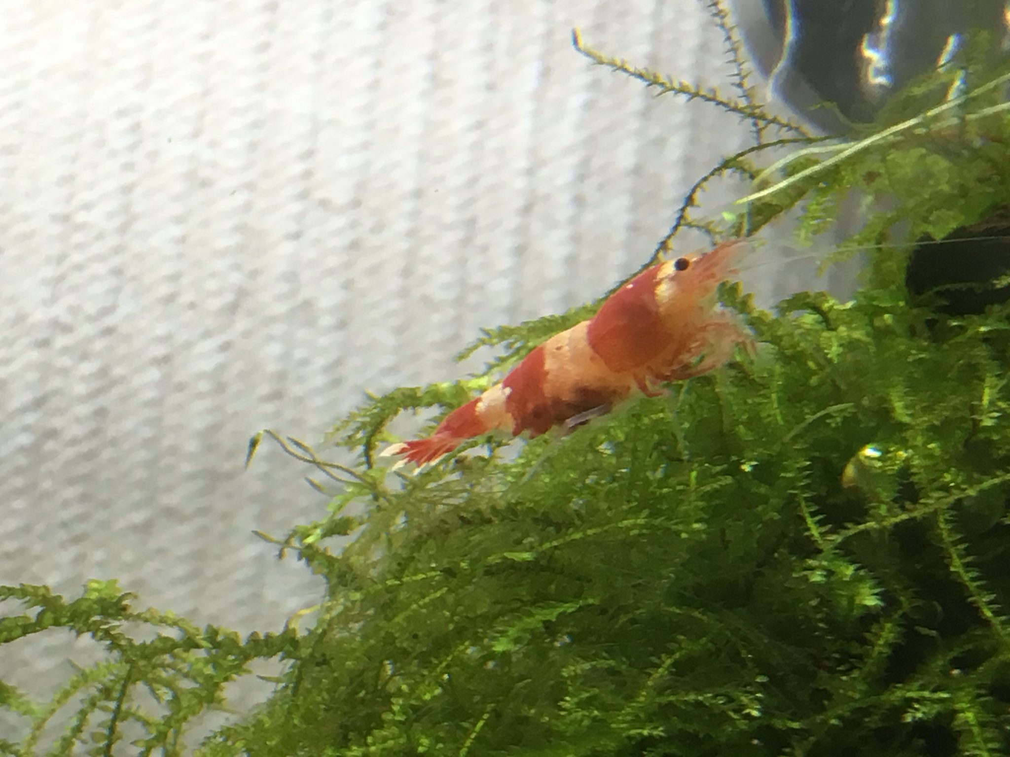 Kiris 寒鰤準備 ネコもいいけどうちの可愛いエビたちも見てくれ T Co Ni7g9oel4y Twitter Kiris 寒鰤準備 ネコもいいけどうちの可愛いエビたちも見てくれ T Co Ni7g9oel4y Twitter