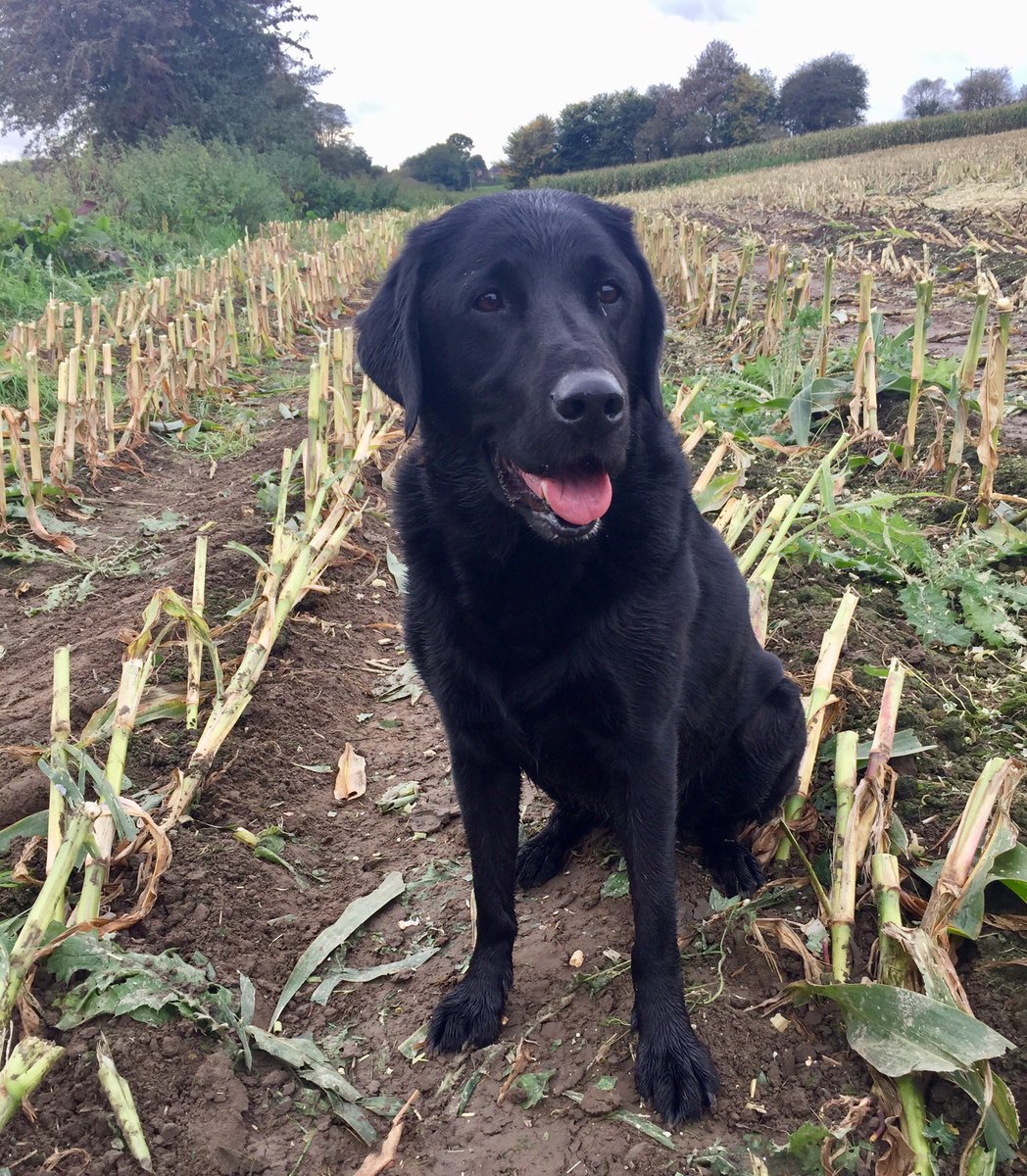 Home for tea and medals 👍 #Countryside #gundog