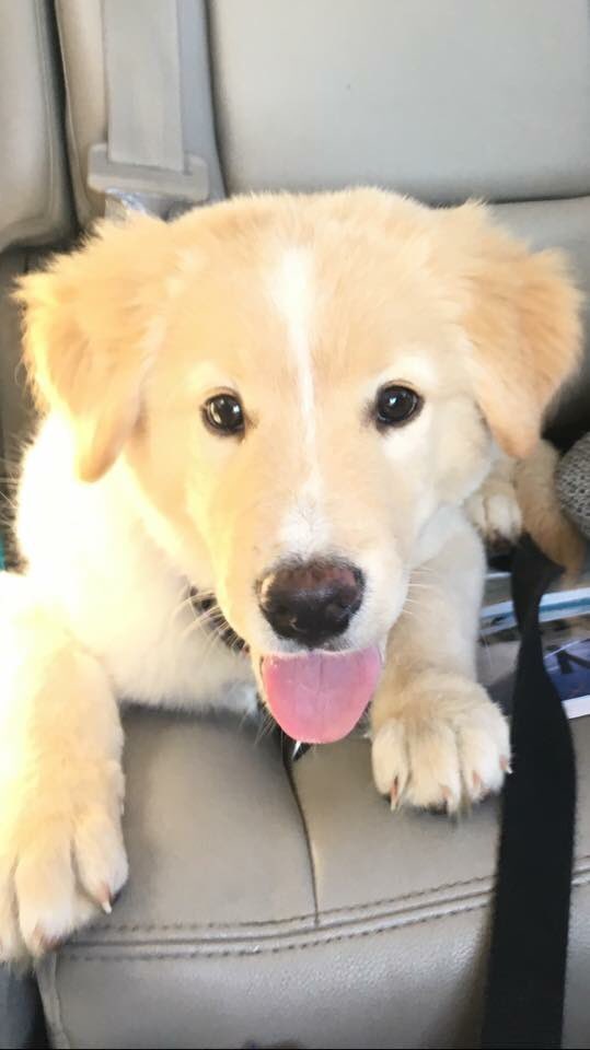 Come meet our adorable adoptable dogs at Petco 3535 Perkins Rd Sat &amp; Sun 12-3pm. #ADOPT