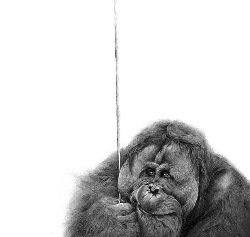 Fine Art Now (@fineartnow) on Twitter photo Stunning super-realistic drawings by David Filer <a href="/davidfilerart/">David Filer 🐘</a> , wildlife artist #art #drawing Stunning super-realistic drawings by David Filer <a href="/davidfilerart/">David Filer 🐘</a> , wildlife artist #art #drawing