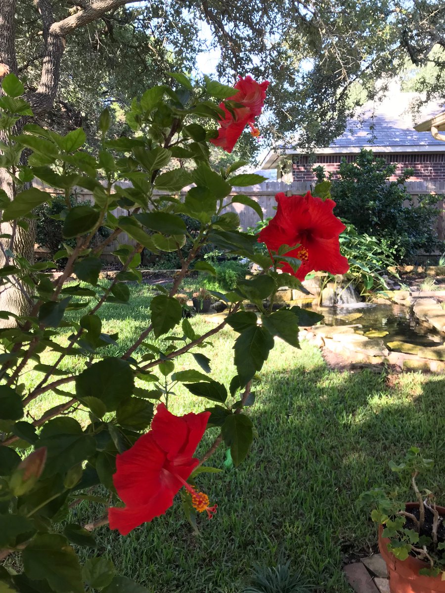 MonicaTheAgent's tweet photo. My Hibiscus is very happy in it’s new home 😊.   #Italktoflowers https://t.co/BANzTiEBdq