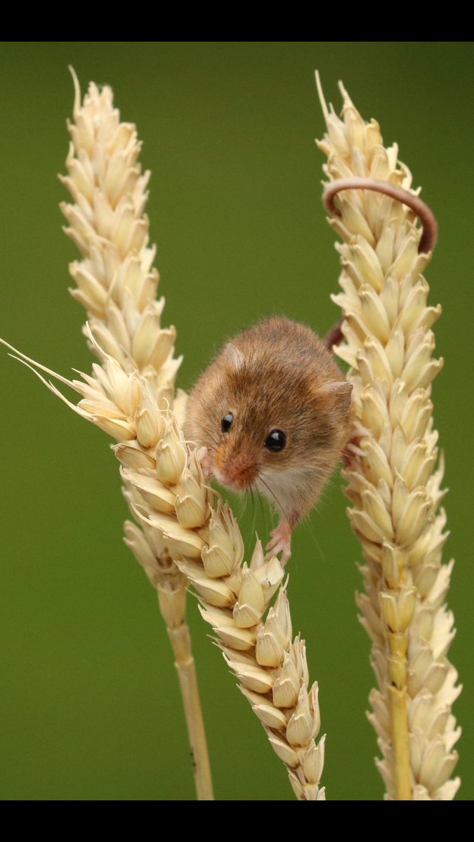 Going through my photos of #Britishwildlifecentre and I'm v pleased with this one #harvestmouse