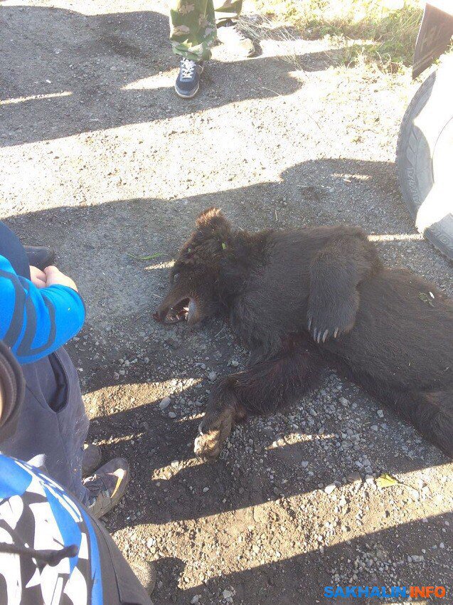 RussiaAnimals's tweet photo. История о том как путинские полицаи пытали медвежонка https://t.co/LhOE9afcrA #russia #animals #policerussia #russiapolice #bear #teddybear https://t.co/XeScc2ouTk