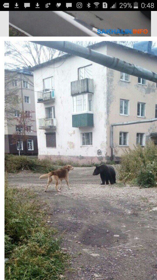 RussiaAnimals's tweet photo. История о том как путинские полицаи пытали медвежонка https://t.co/LhOE9afcrA #russia #animals #policerussia #russiapolice #bear #teddybear https://t.co/XeScc2ouTk