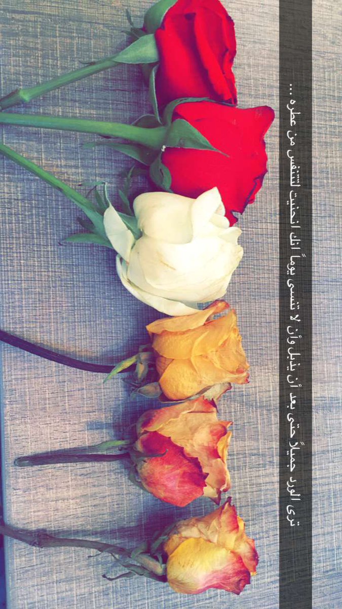memaa_1111's tweet photo. الإخلاص .. أن ترى الورد جميلاً حتى بعد أن يذبل وأن لا تنسى يوماً انك انحنيت لتتنفس من عطره ... https://t.co/Ajl2PMnJdg