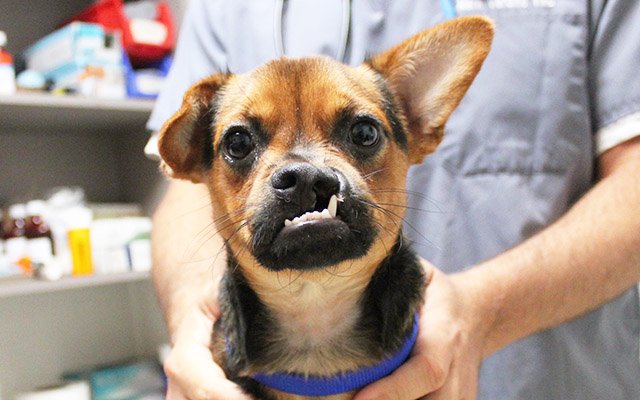 AnimalLeague's tweet photo. Urgent: Linguini needs surgery for a cleft lip & palate. Help him have a healthy lifeβgive to our #helpmeheal fund: https://t.co/P99EQg2suY https://t.co/v0px2Kfjnp