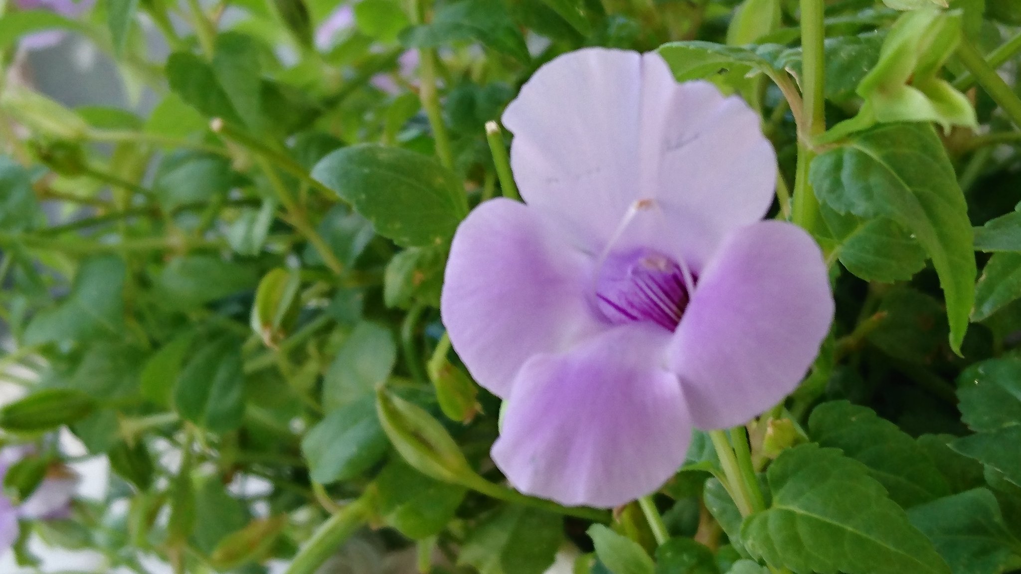 Ebimama ﾄﾚﾆｱ ｶﾀﾘｰﾅ ﾌﾞﾙｰﾘﾊﾞｰ トレニア 花言葉 ひらめき 夏の終わり バッサリ刈り込まれ また 新しくﾆｮｷﾆｮｷ 生えて咲いてる薄紫さん 此処で一句 何もひらめかーん 笑 おはようございます 日曜日 良い一日 で ありますよう