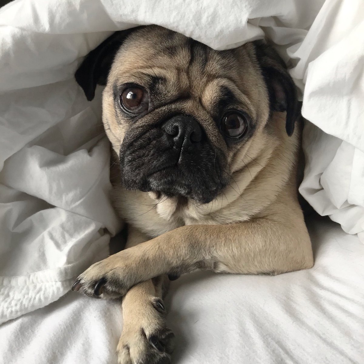 itsdougthepug's tweet photo. Should we eat all day or cuddle all day? https://t.co/KqKzUkhsqO