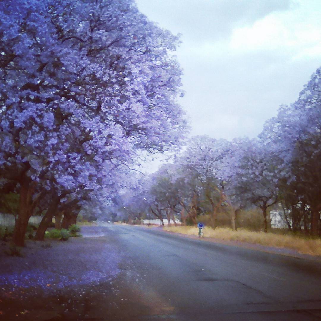 LettishaVZ's tweet photo. #Jacarandatime love it https://t.co/DlmdBPlJ2F