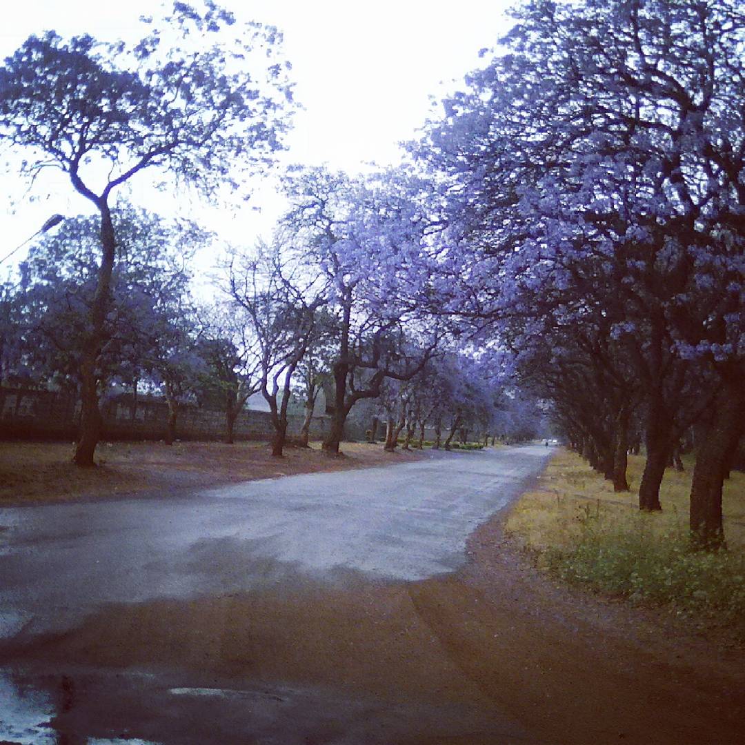 LettishaVZ's tweet photo. #Jacarandatime love it https://t.co/DlmdBPlJ2F