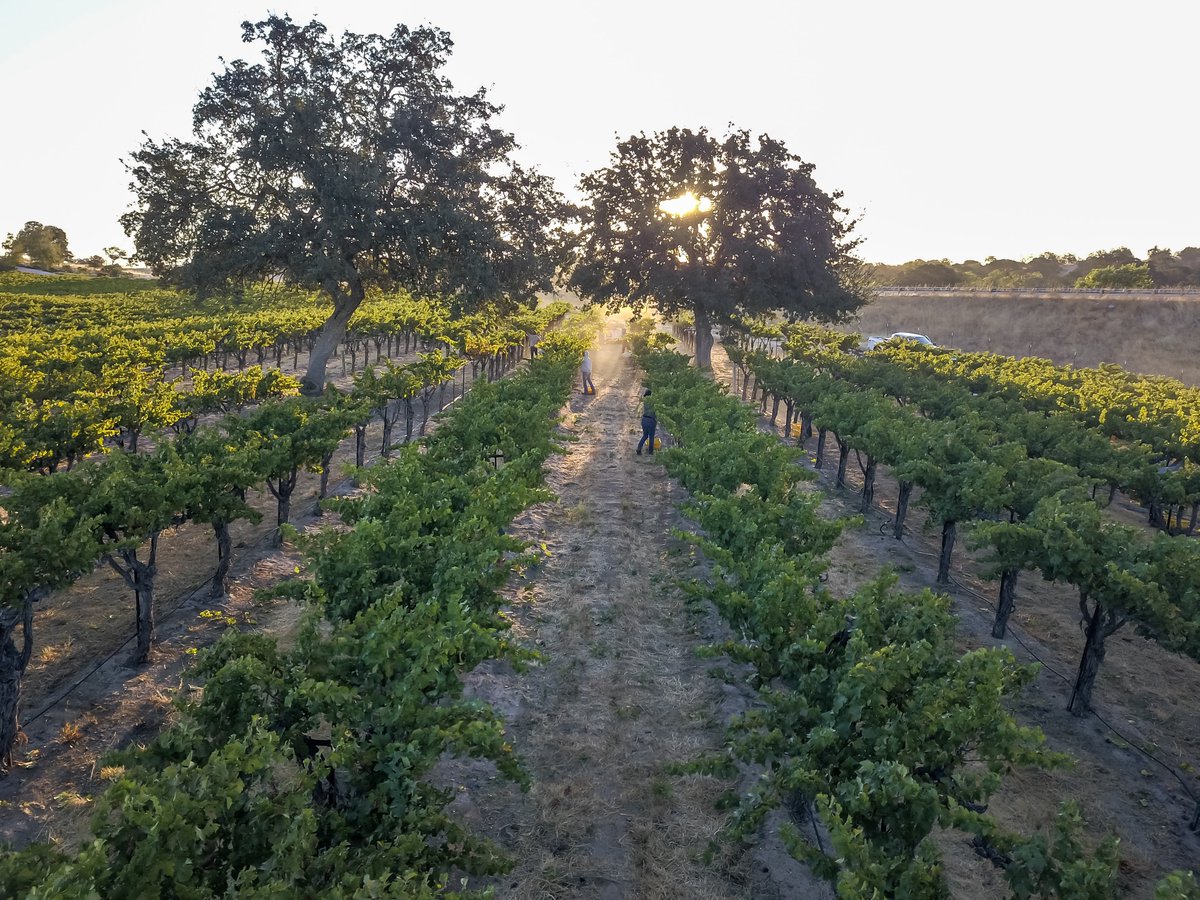 Enjoy gorgeous views from the deck overlooking the Estate vineyard, while listening to live music and dining on delicious tacos. 12 to 3pm