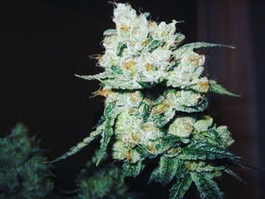 Wake and bake! Who's toking? West Coast style #LegalizeMarijuana