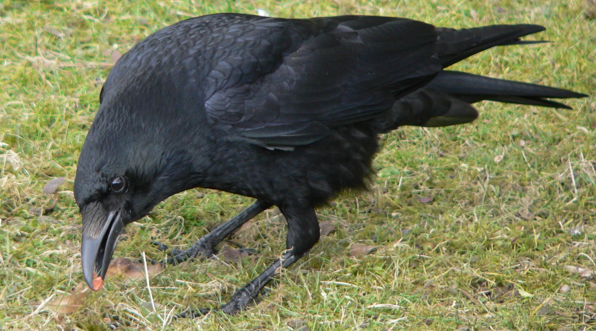 BIRD #5,525
Carrion Crow
(Corvus corone)