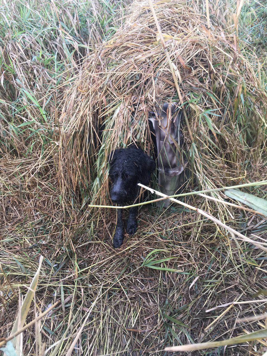 czarofbar's tweet photo. Wet+stinky+face full of feathers = #happydog #gwp #cabelascanine #SDATV #gundog #birddog https://t.co/WbrDkd84d2