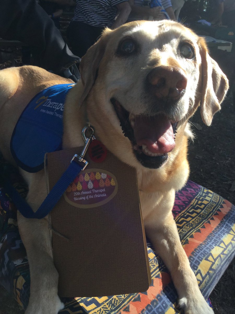 2crazyk9s's tweet photo. Gracie had a great time with @therapetaat this mornings’ #blessingoftheanimals she loves #CampTyler https://t.co/J7AZQS6vlx
