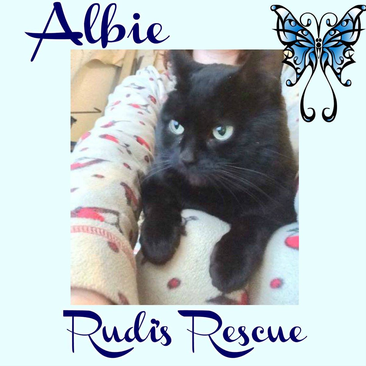 The_Animal_Team's tweet image. 6yo dsh ALBIE has been waiting for so long for his purrfect home. Left behind after eviction, he was frightened &amp;amp; alone. Needs quiet/mature home with thoughtful/sensible people. Looking for stability/security. #Caturday #AdoptDontShop @rudisrescue #CatsOfTwitter