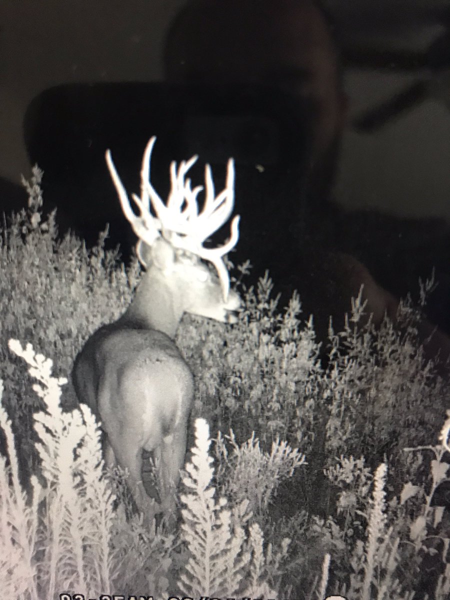 TylerOsborn27's tweet photo. A absolute giant killed in Kansas last Tuesday. 222 7/8 🏹🦌 https://t.co/IlPrxVcnJ2