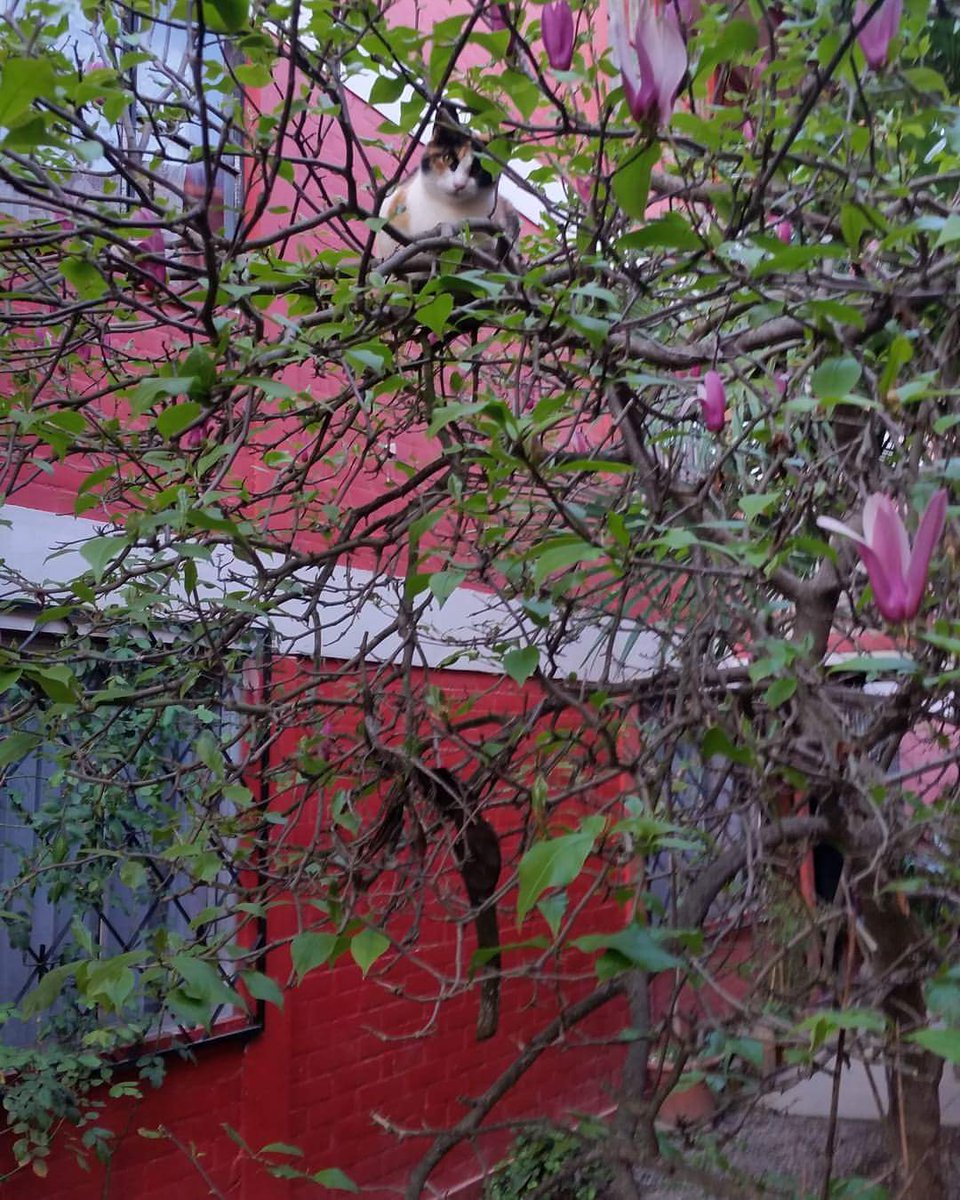 IgnacioAC90's tweet photo. Un pájaro posado en un árbol nunca tiene miedo de que la rama se rompa, porque su confianza no está en la rama sino en sus propias alas.  🐦🌳 https://t.co/I2vIolwUGm