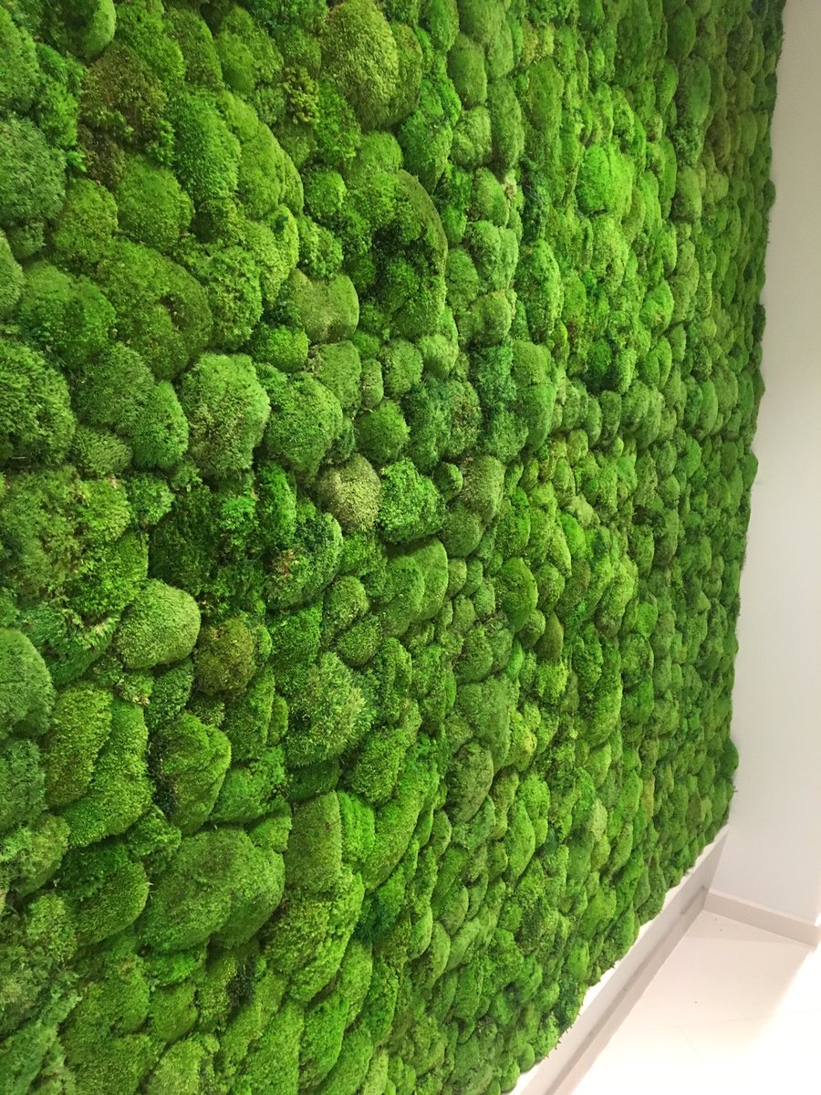 Impressed by the 'live wall'! Broccoli anyone? #ILoveSouthampton