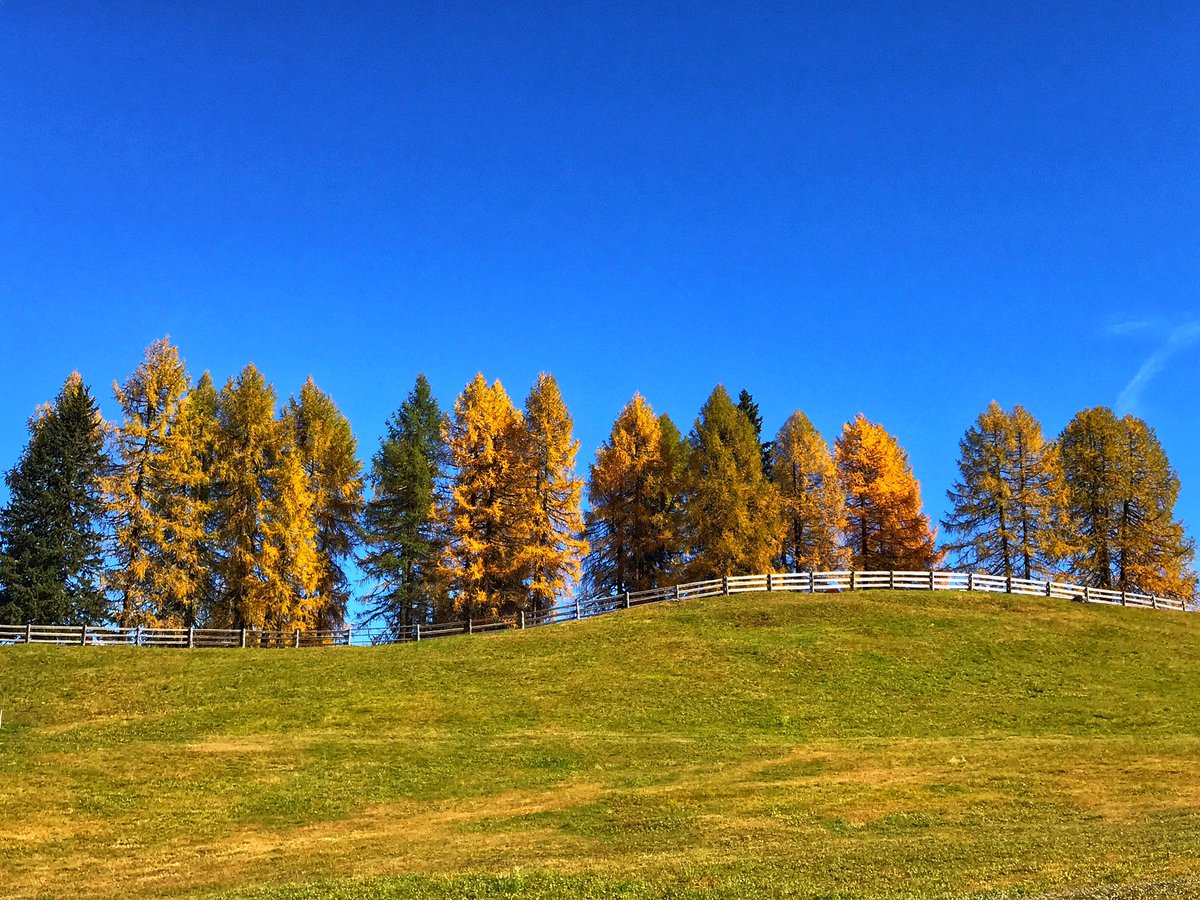 TalaricoSabrina's tweet photo. Il mio paradiso oggi é in #valfiscalina nei prati della #crodarossa #badmoos @SudtirolEvent @altoadige_info https://t.co/hJF24lsfb8