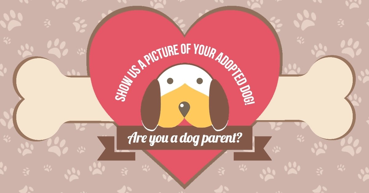 AutoMaxFraming's tweet image. Are you a dog parent? Show us a picture of your adopted dog! #AdoptAShelterDogMonth