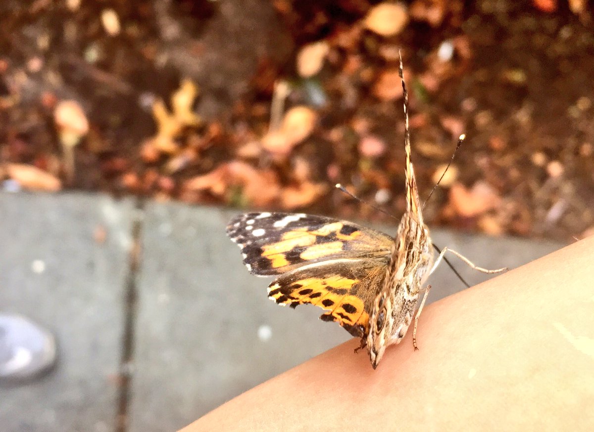 CherylPreheim's tweet photo. When delicate beauty lands on your arm...#PleaseStayAwhile https://t.co/ilEDLbVAFf