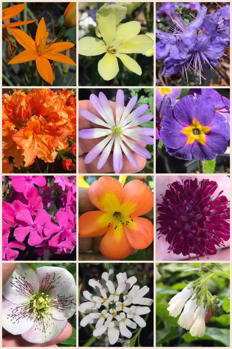 A taste of #Spring from Moidart garden in the Southern Highlands, Australia #gardening #flowers
