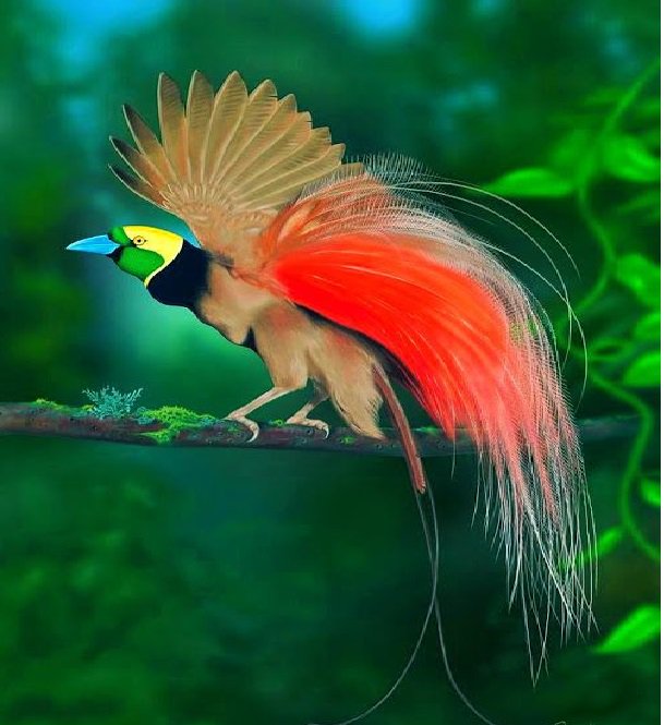 Greater Bird Of Paradise Flying