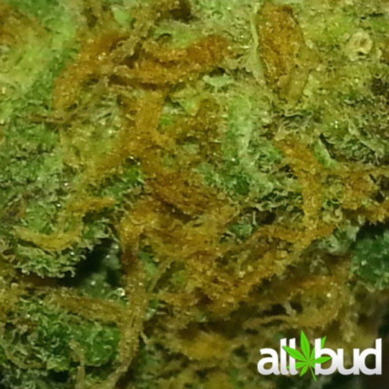 All_Bud's tweet photo. Herijuana is an indica dominant stain with an 80:20 indica/sativa ratio. https://t.co/piyjvmRq0C #allbud #herijuana #marijuana #cannabis https://t.co/5DXX3HXXYT
