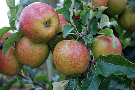 MablethorpeInfo's tweet photo. 10th October                               Apple Day 10.00 – 4 .00 at Alford Manorhouse
https://t.co/kv2gDTaSCA https://t.co/3hC7HX8ylH