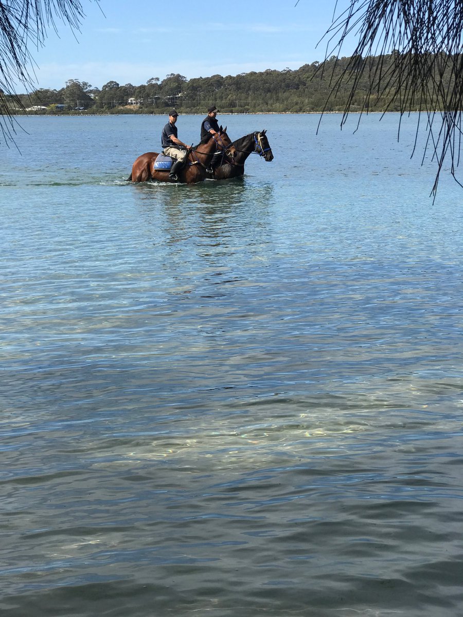 Trainer Matt Dale takes Fell Swoop for a swim this morning at Moruya. Horse has really come on with fine weather.