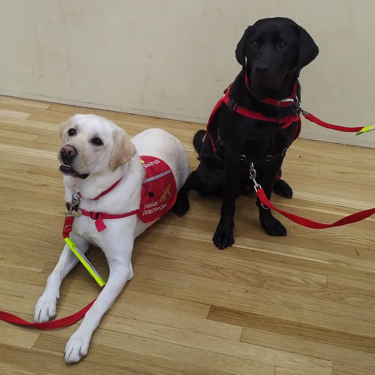 fl_exercise_uk's tweet photo. Ralphie and Stanley. Stars of our fundraising for @MedDetectDogs #supernoses
#fitfam #timetogetmoving https://t.co/amJLng4p2l