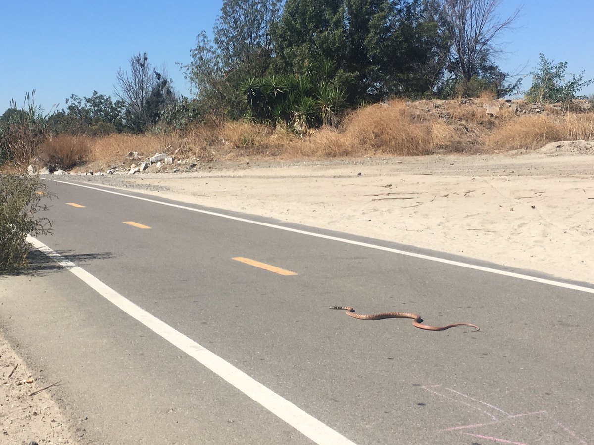 ActiveSGV's tweet photo. You never know what you'll see during a ped/bike count! ๐๐๐ฒ Spotted on San Gabriel River Trail in Whittier Narrows. #ActiveSGV #SGVcounts https://t.co/z60bEcUcBB