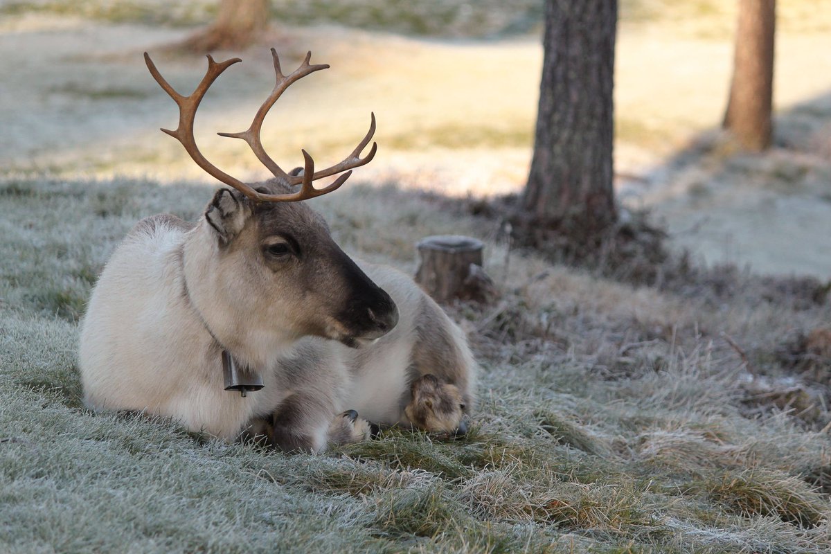thisisFINLAND's tweet photo. RT @GoScandinavia: Presenting an icon of #FinnishLapland: The reindeer.
Photo: Arto Kuorikoski https://t.co/h19hijFrut