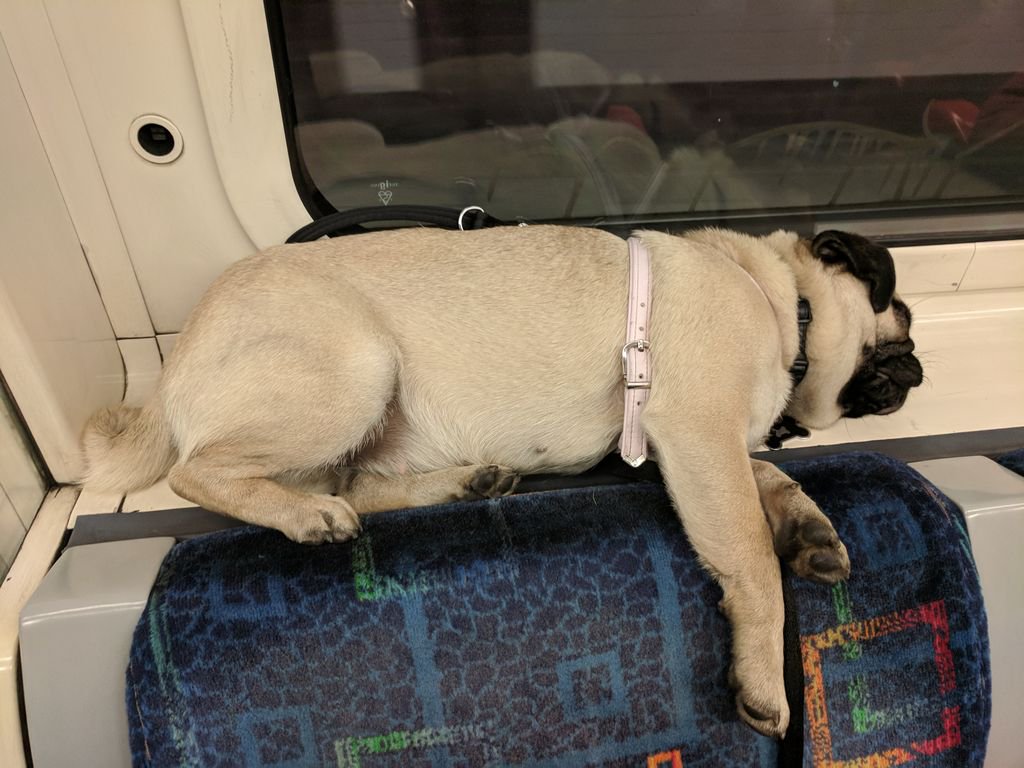 Snoring in the tube after the Green Park Meetup. So nice to meet you all:) Hope to see you once again at Pugs &amp; Pals:buff.ly/2y0l2aX