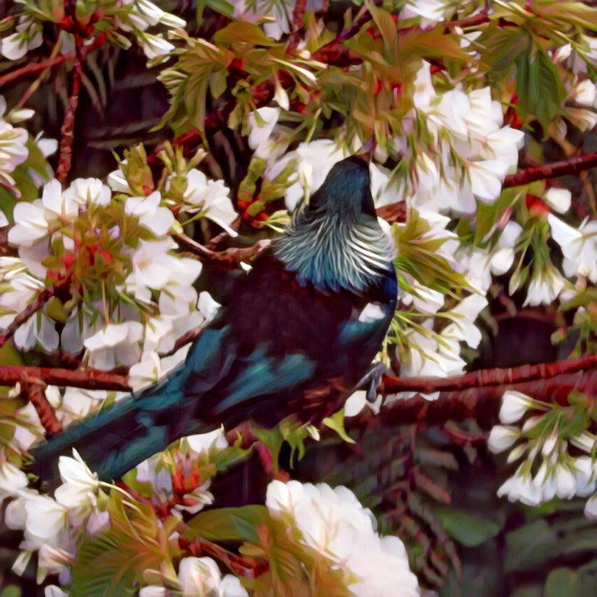 NZLainey's tweet image. When you can make your photo look like a painting ... #filters