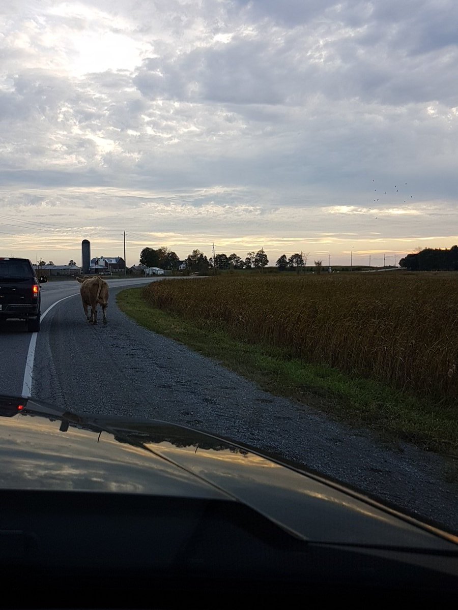 nosarayan82's tweet photo. Cow on the loose hwy 36 @klpsmedia https://t.co/QqYYAJQ96m