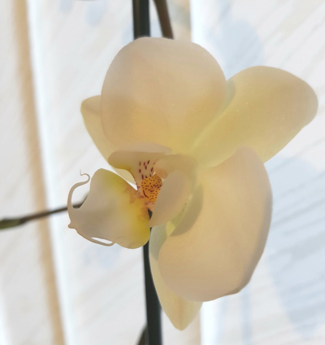 LongStandd's tweet image. Woke this morning to find one of my Orchids had bloomed.  A lovely surprise to start the day.