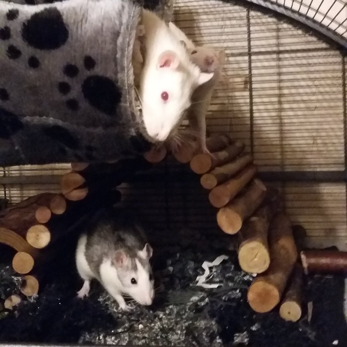 DragonMeeri's tweet photo. Die #farbratten VG ist geglückt. Wolly, Wookie und Queen beweisen es mit dem Foto.
#ratte #ratten #rat #lucia #gnadenhof #dragonmeeri https://t.co/0C0WZRG7US