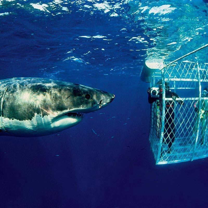 The Daily Jaws on Twitter "“You go in the Cage, Cage goes in the water