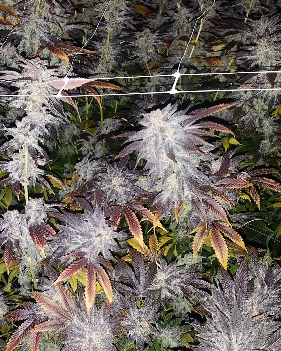 slucketbuckets's tweet image. #Posiflow by #Slucket

SlucketBuckets.com

#rdwc #dwc #mmj #wax #shatter #dablife #highlife #ganja #dank #indoor #harvest #mmmp #ommp