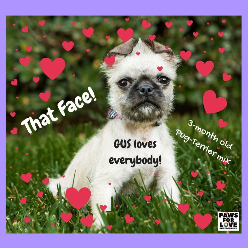SCTailWaggers's tweet photo. I’m all boy and a TOTAL love bug! I enjoy playing and cuddling. Please email info@sctailwaggers.org. https://t.co/VkWaIWUO1e