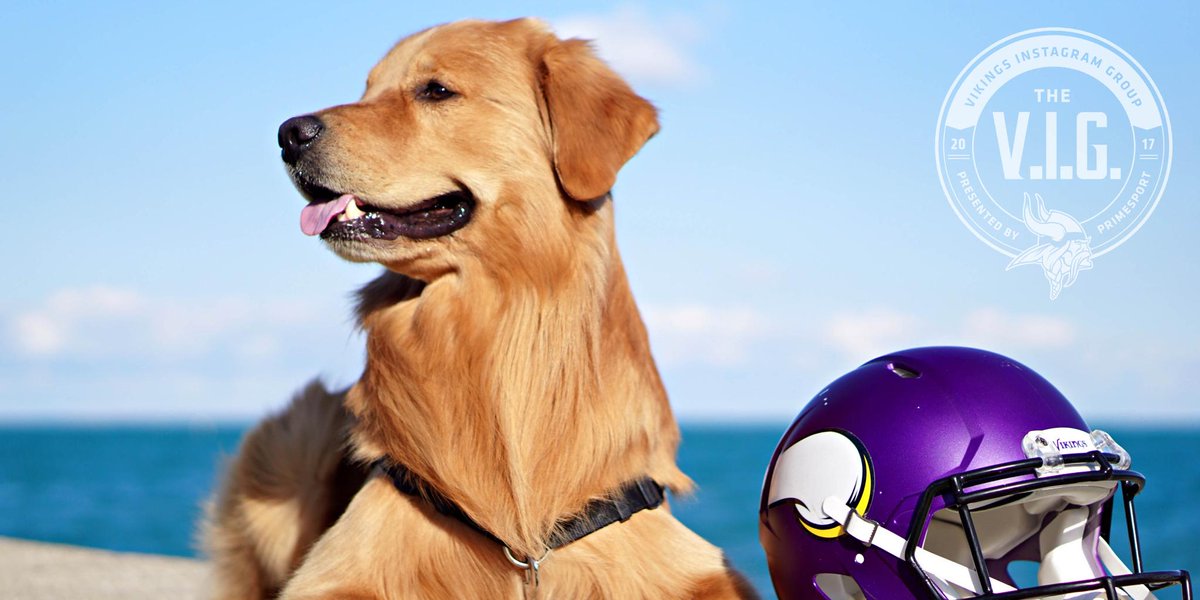 All about the Purple and Gold(en)!   📷: mnvkn.gs/h5MNwH https://t.co/TIIYN5aGX8