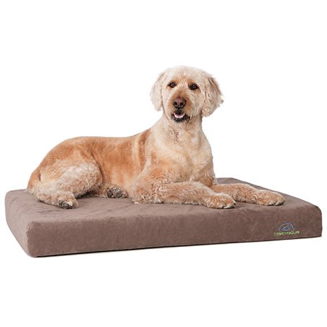 Modern Dog magazine tweet media